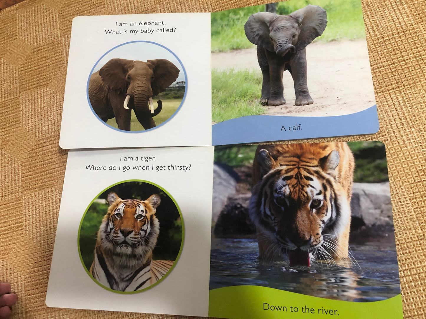 My World - Baby Animals & Wild Animals